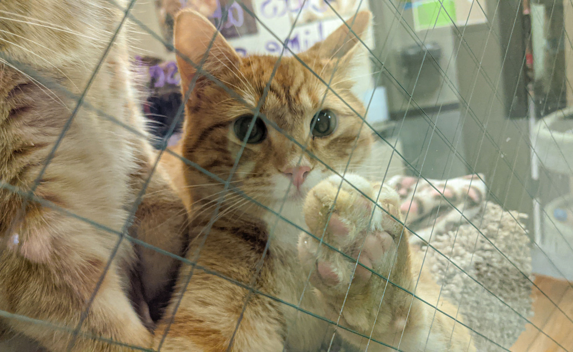 NI Humane Society pets for adoption-1-2.jpg